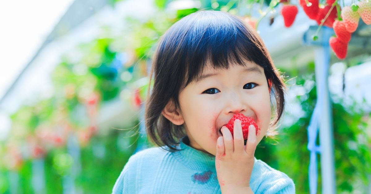 A little girl eating a strawberry.