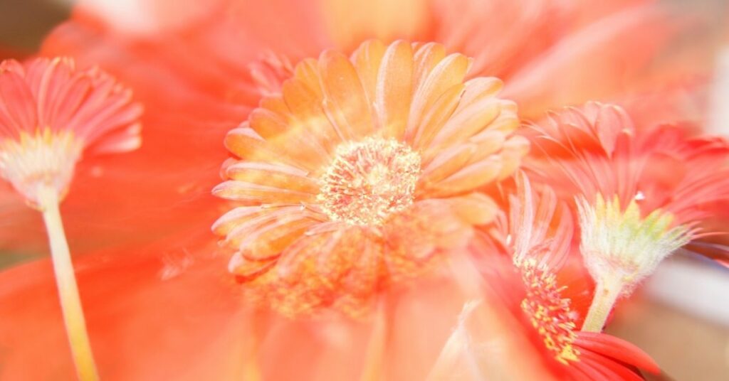 Orange flowers altered by a psychedelic experience.