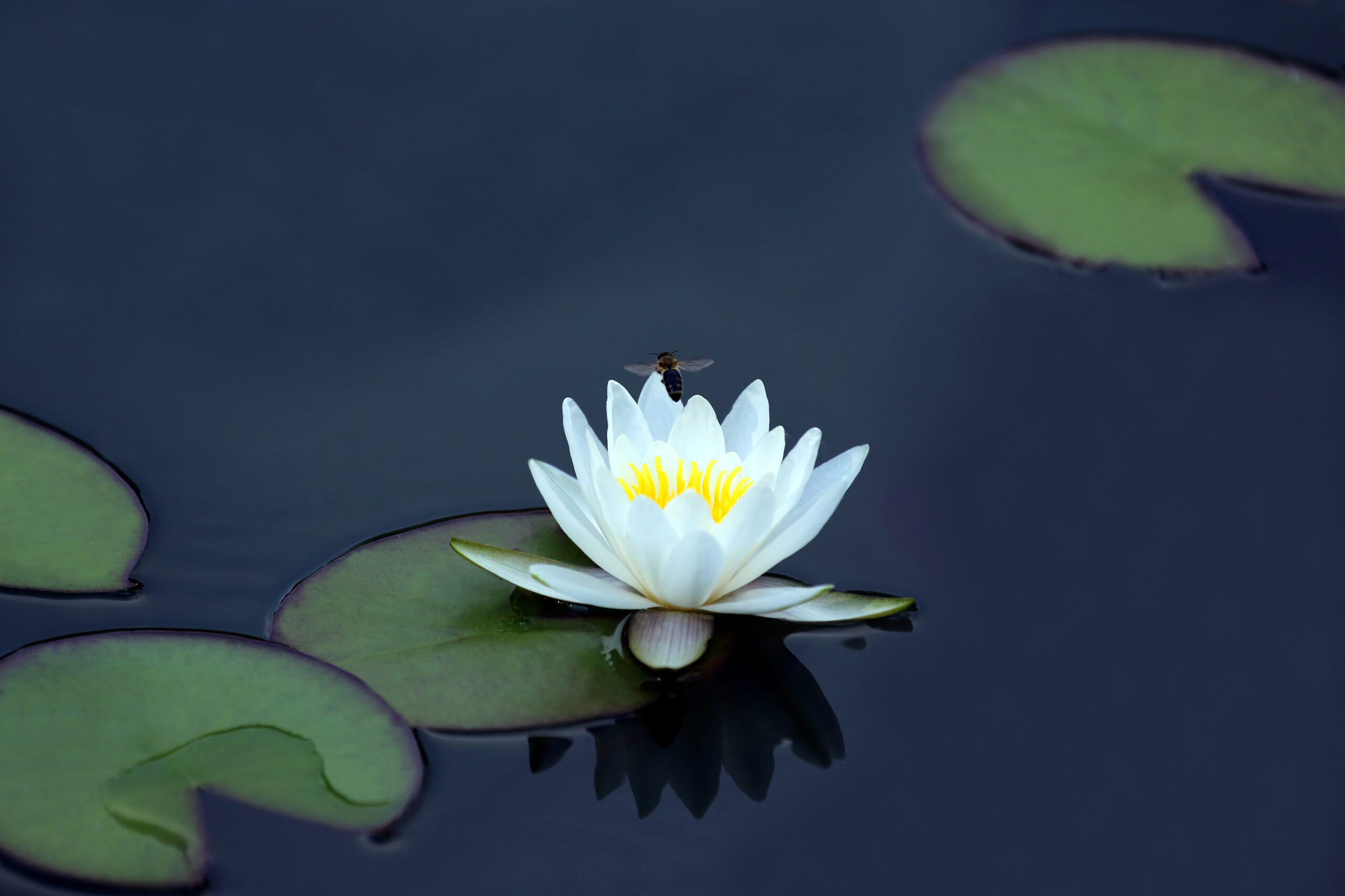 White lotus flower with bee