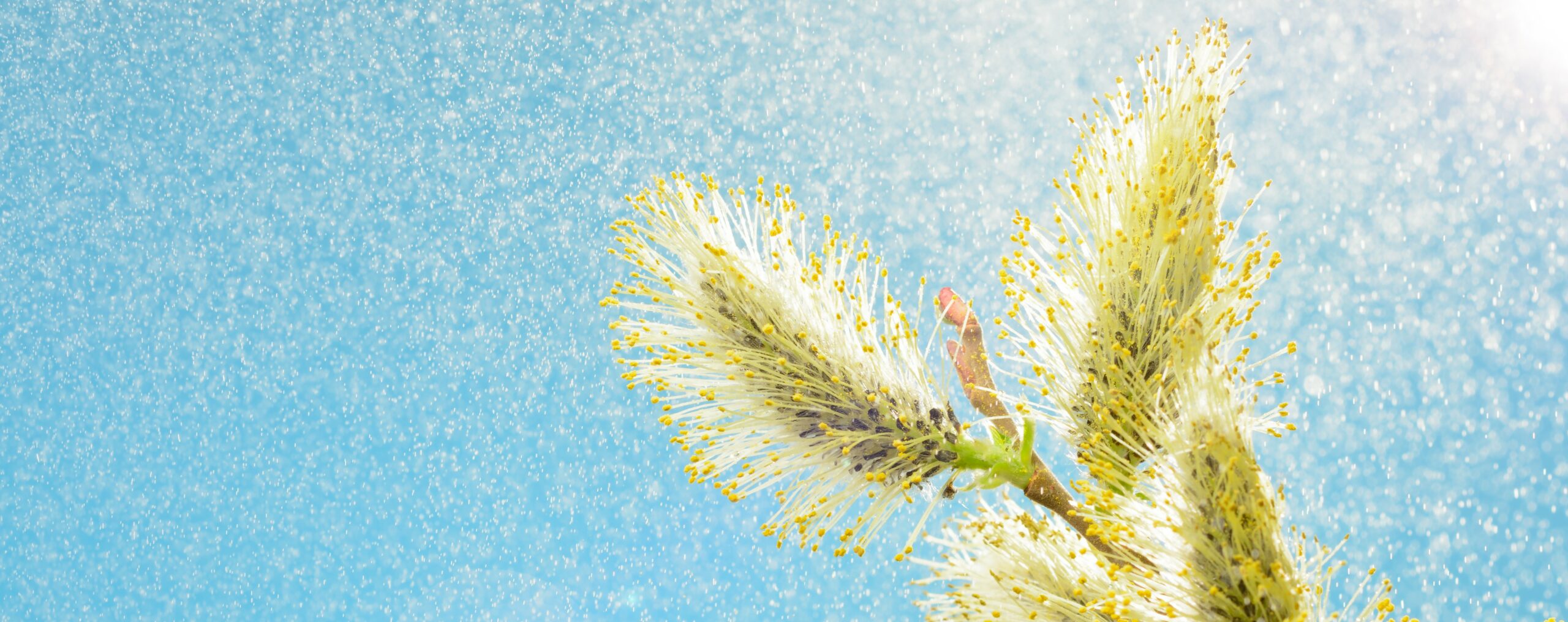 Close up of a willow with pollen drifting off of it